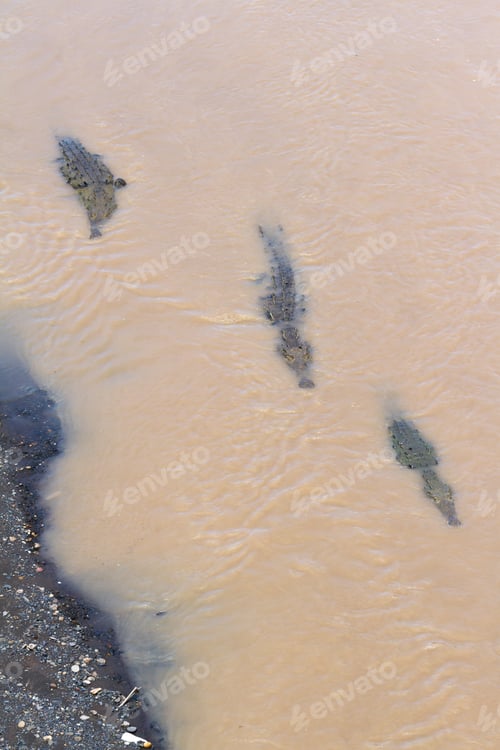 Preview: Group Of Crocodiles In The Grande De Tarcoles River In Costa Rica.