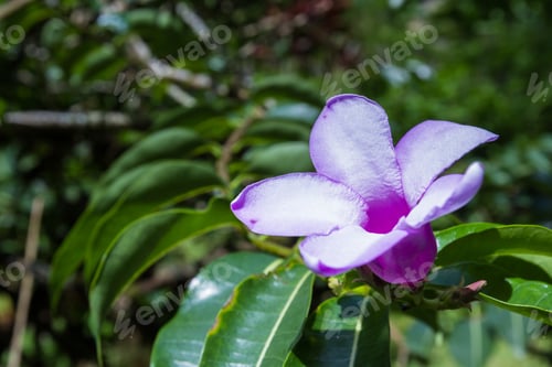 Preview: Close Up Of A Purple Bloom At The End Of A Long Stem With Green Leaves