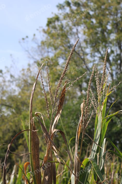 Preview: Tall Corn Plants Growing In An Agricultural Field Under A Clear Blue Sky. 3406