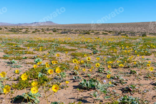 Preview: Desert Landscape Flowered Due To Rainfall That Left The Child'S Phenomenon