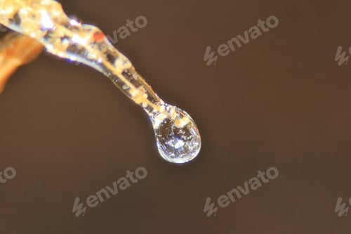Preview: Winter Background - Ice In Colorful Nature - Simplistic Beauty Through Freeze