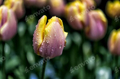 Preview: Fresh Yellow Tulip Bloom Closeup 1.