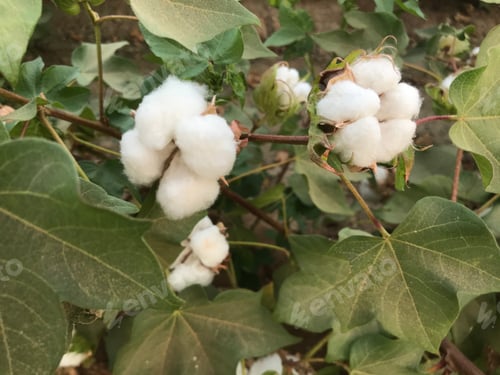 Preview: Cotton Plant Bushes With White Bolls 4987