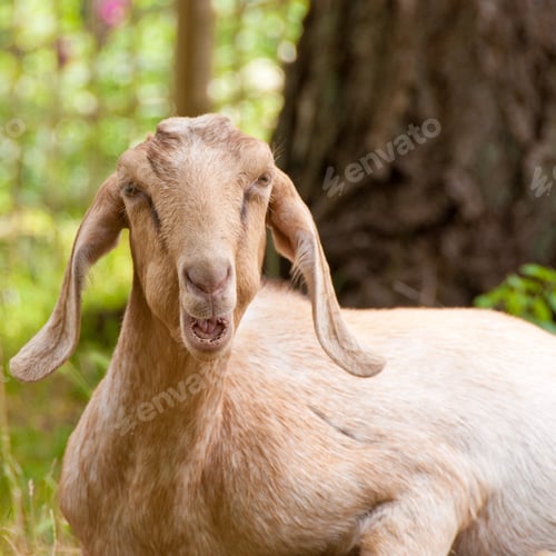 Preview: Goat On The Farm.