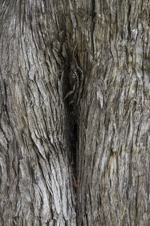 Preview: Old, Weathered Tree, For Background Or Texture
