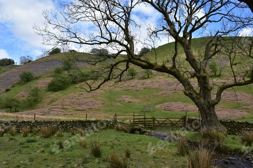 Preview: Beautiful Lush Fields, Pastures And Hills In Northern England.