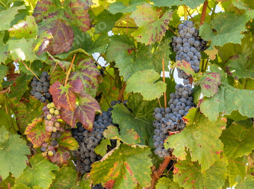Preview: Bunches Of Black Or Red Grapes For Port Wine Production Line The Hillsides Of The Douro Valley In