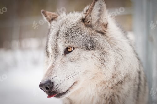 Preview: Adult Male Wolf With Yellow Eyes, Portrait Picture