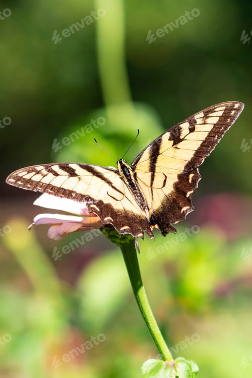 Preview: Pretty Yellow And Black Eastern Tiger Swallowtail Butterfly