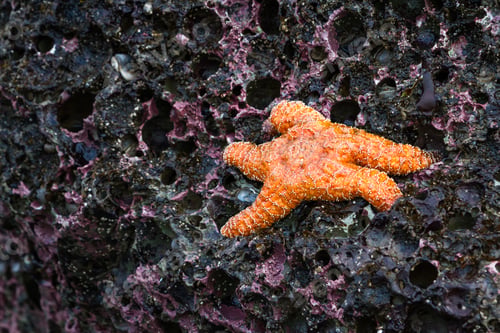 Preview: Close Up Of An Orange Ochre Sea Star Clinging To A Rock In The Southern Oregon Coast