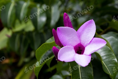 Preview: Close Up Of A Beautiful Purple Flower With Five Delicate Petals With A Group Of Blooms Ready To