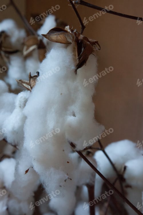 Preview: Cotton On A Plant