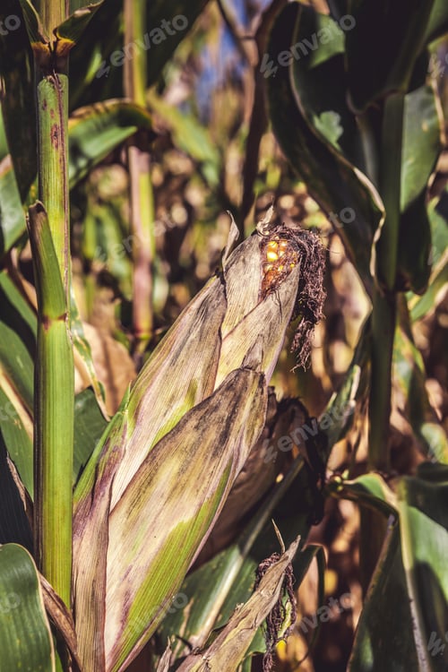 Preview: Corn Field (Patch)