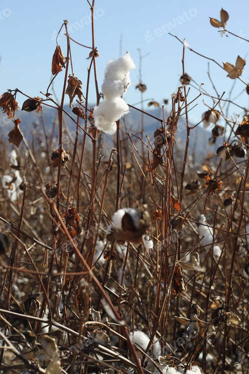 Preview: A Field Of Cotton Plants After Harvest 4656