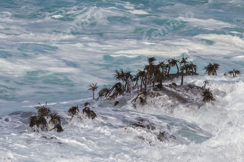 Preview: A Type Of Seaweed That Looks Like A Mini Palm Tree Hanging On To The Rock As The Powerful Waves