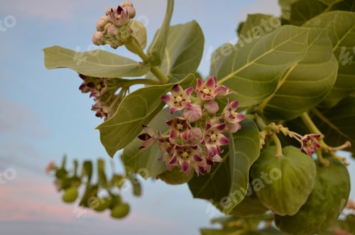 Preview: Wild Beach Flowers Along Palm Beach In Aruba.