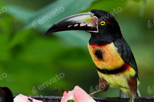 Preview: Medium Size Aracari Toucan In The Rainforest Of Belize