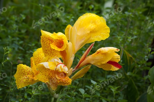Preview: Yellow Canna Lily In The Sunshine