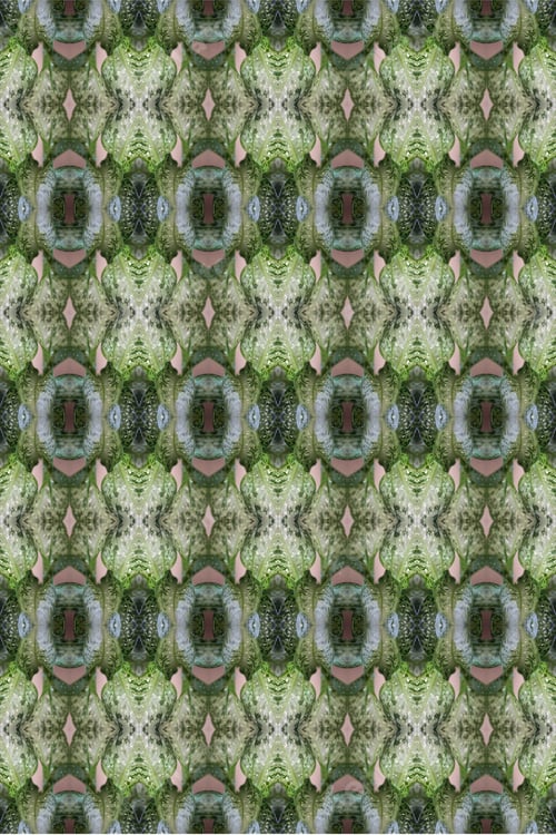 Preview: A Dieffenbachia Snow Plant Abstract With Lush Variegated Leaves 0297