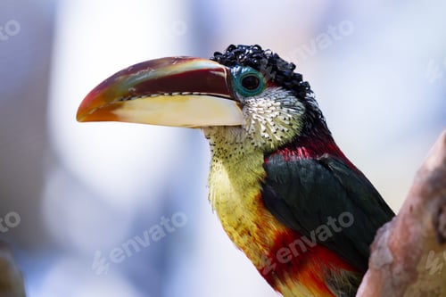 Preview: Close Up Of A Curl Crested Aracari, A Beautiful Bird Native To South America