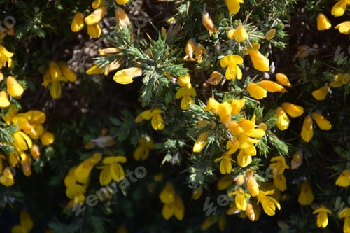 Preview: Pretty Yellow Gorse Bush With Thorns Blooming In The Springtime.