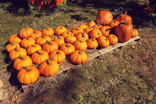 Preview: Pumpkins