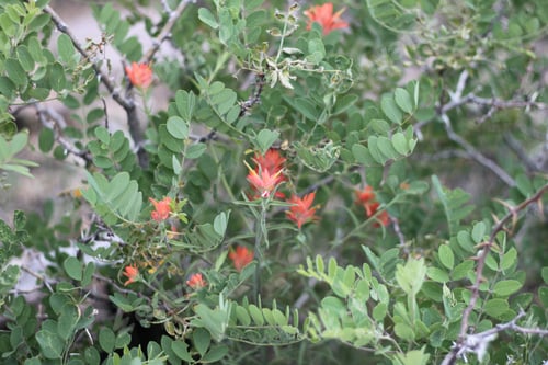 Preview: A Bush Of Castilleja Subinclusa With Orange Flowers 8130
