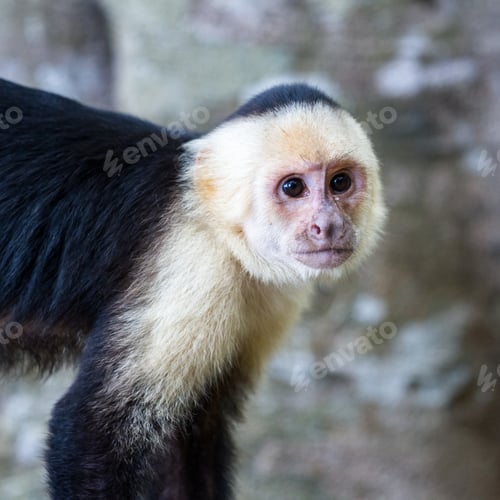 Preview: White Faced Monkey In Manuel Antonio Natural Park In Costa Rica