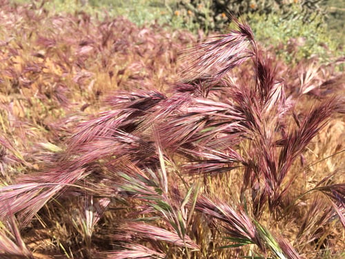 Preview: Plumes Of Purple And Tan Grass 4382