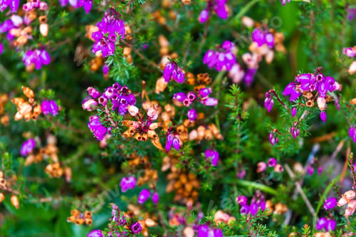 Preview: Close Up Of A Blooming Bell Heather Plant Late In The Season In The Scottish Highlands