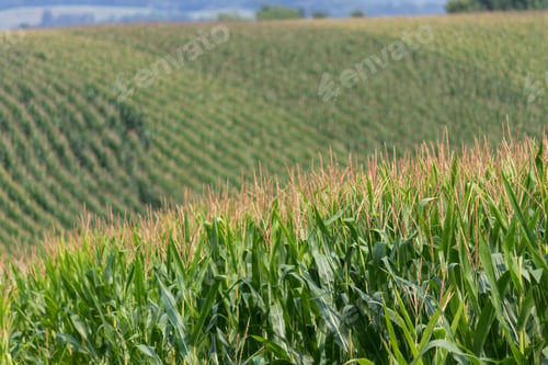 Preview: Rows Of Corn In A Field Of Rolling Hills Rural Agricultural Landscape