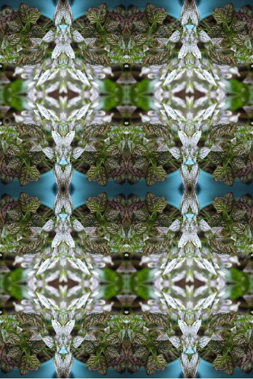 Preview: A Potted Pink Splash Plant Abstract With Lush Spotted Leaves 0275