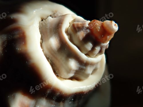 Preview: Sea Shell Close Up End