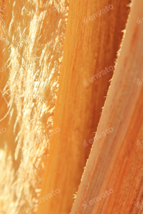 Preview: Textured Background Of A Fresh Break In A Camel Thorn Tree Trunk - Hardwood Beauty