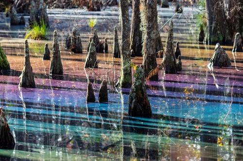 Preview: Rainbow Sheen In A Cypress Swamp As A Result Of Decomposing Leaves Releasing Tannins