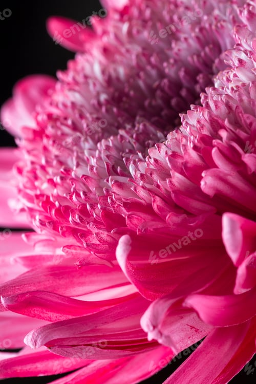 Preview: Macro Of A Class 8 Anemone Chrysanthemum Flower Spray Painted To Add A Variety Of Color