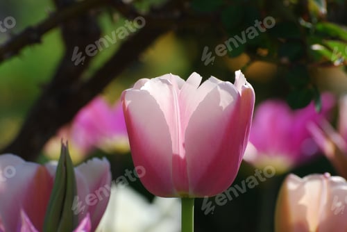 Preview: Garden With A Pale Pink Pastel Tulip Flower Blossom.