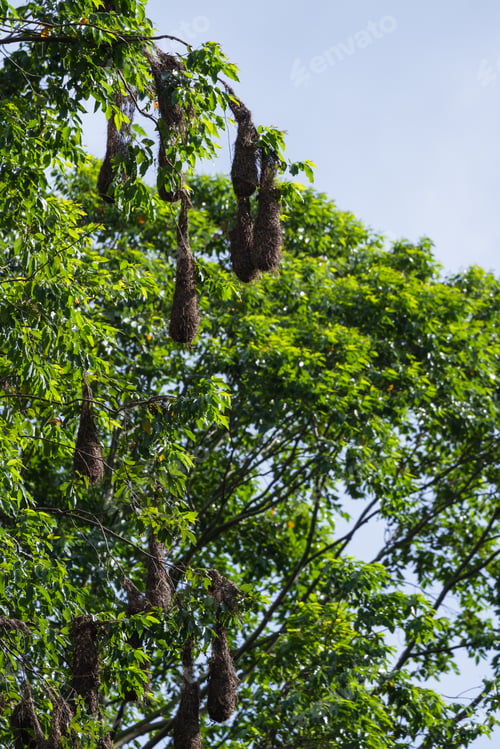 Preview: Oropendola Nests Hanging From A Tall Tree In San Carlos, Costa Rica.