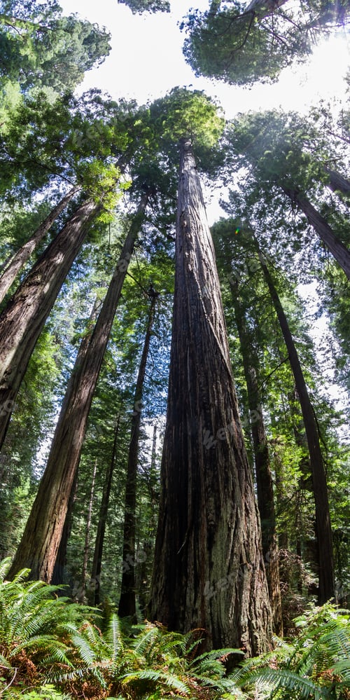 Preview: Giant Redwood Trees In A National Forest In Northern California