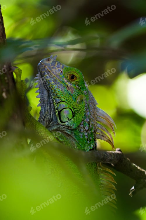 Preview: Close Up Of A Green Tree Iguana Climbing A Tree In Tropical Belize
