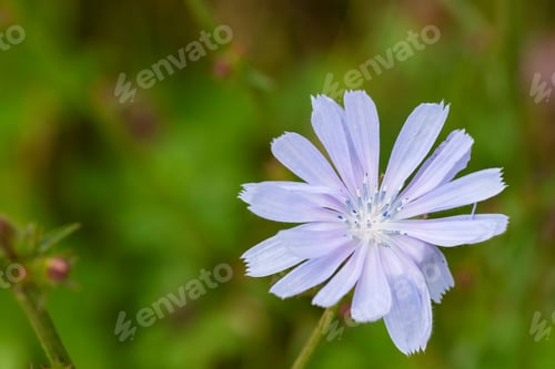 Preview: Closeup Of A Beautiful Chicory Flower