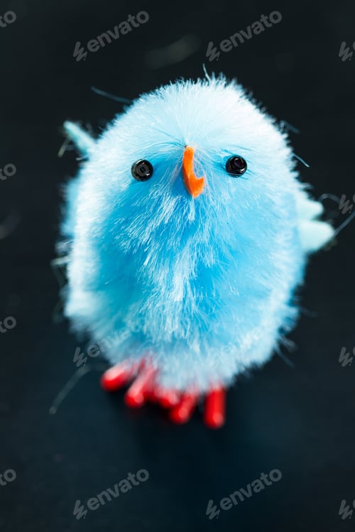 Preview: Close Up Of A Small Fuzzy Blue Chick Over A Black Background