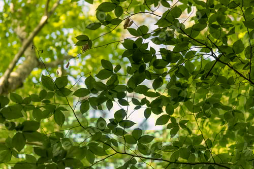 Preview: Looking Up At Overlapping Leaves