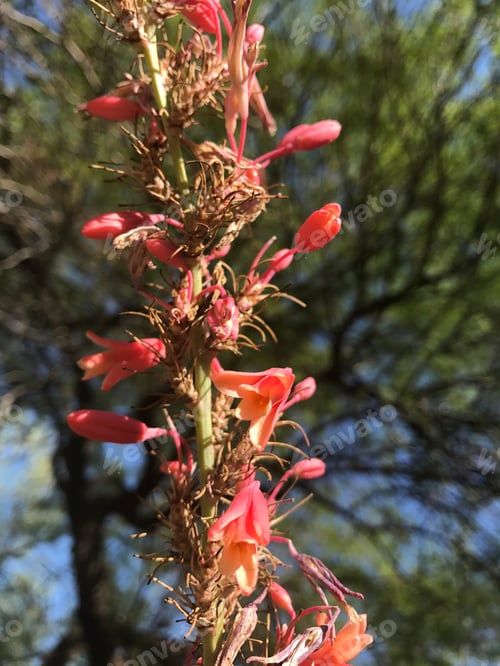 Preview: A Red Yucca Plant With Small Flowers 8083