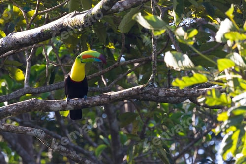 Preview: Keel Billed Toucan Perched On A Tree Branch In The Rainforest Of Costa Rica
