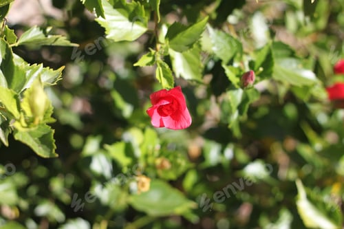 Preview: A Hibiscus Bush With Green Leaves And Unfurling Pink Flower Buds 9076
