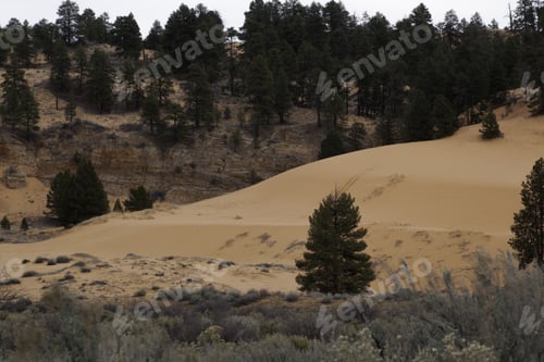 Preview: Landscape Of Dirt Road Going Off Through The Trees And Brush