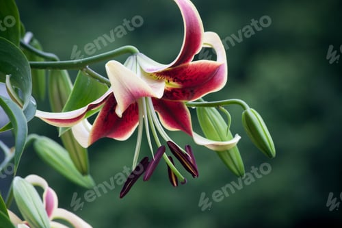 Preview: Purple Lily In The Garden