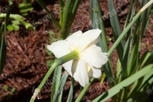 Preview: Daffodil Outside In The Sunshine
