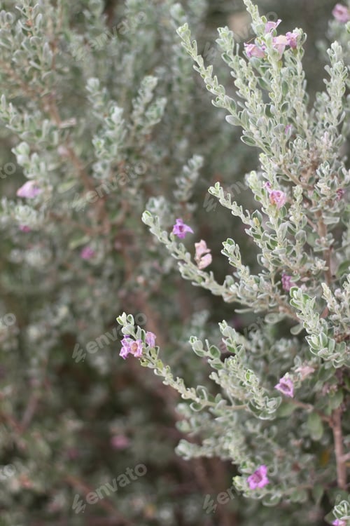 Preview: A Leucophyllum Fructescens Cenizo Plant With Purple Flowers 0738